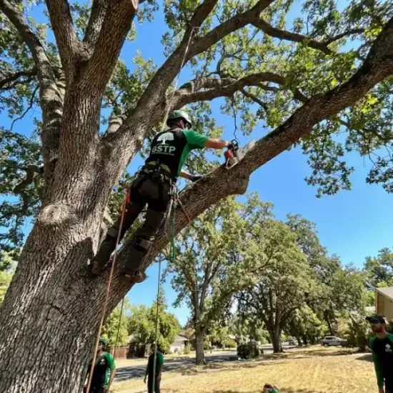 Certified arborist climbing a Irvine oak tree with chainsaw